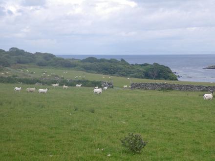 Ardtalla Image