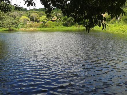 Palmácia Image