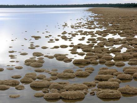 Lake Clifton Image