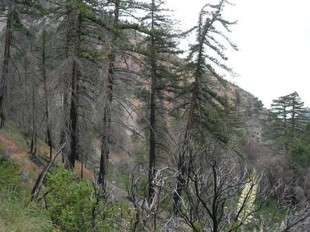 Lytle Creek Image
