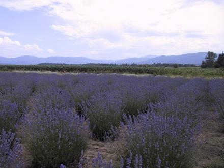 Sequim Image