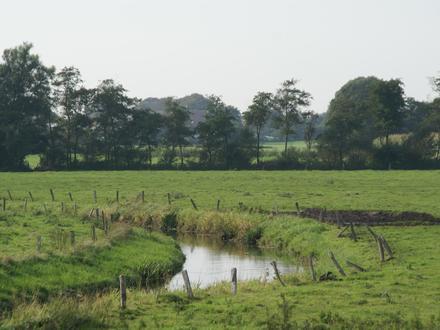 Viöl Image
