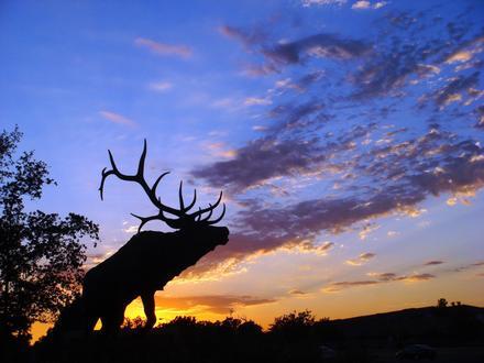 Elk Grove Image