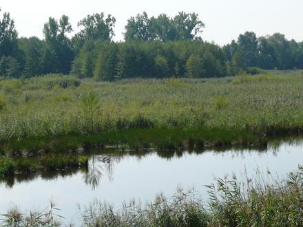 Image de Muggensturm