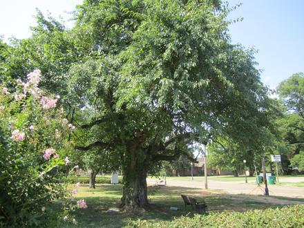 Rayville Image