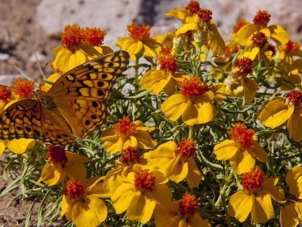 Hatch Image