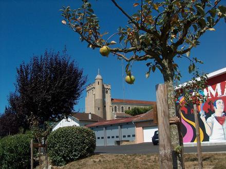 Imatge de Pomarés Imatge de Pomarés