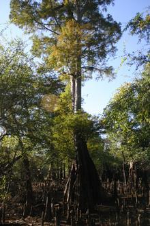 Andrews Image