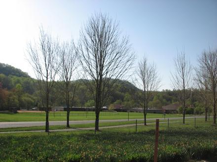 Cullowhee Image