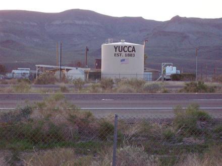 Yucca Image