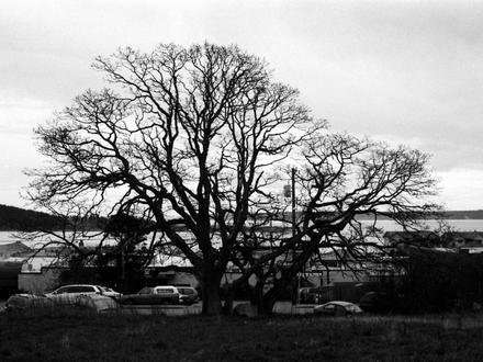 Oak Harbor Image