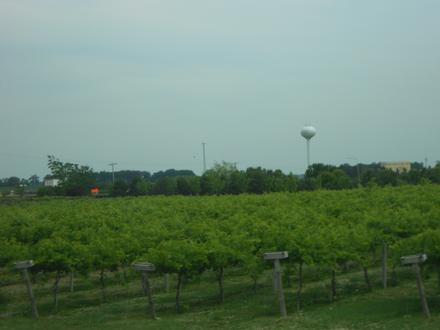 Maple Park Image