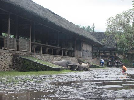Tenganan Image