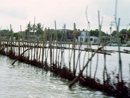Tamiahua Image