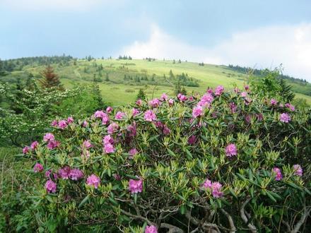 Roan Mountain Image