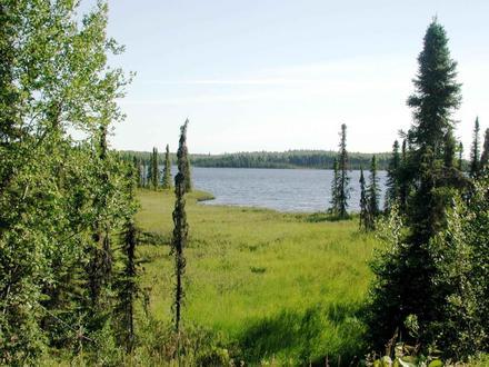 Tanaina Image