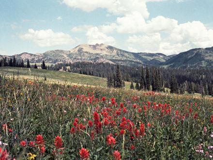 Immagine Island Park (Idaho) Immagine Island Park (Idaho)