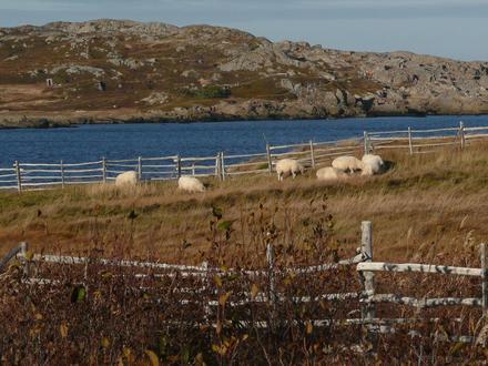 Tilting, Newfoundland and Labrador Image
