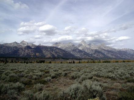 Moose Image