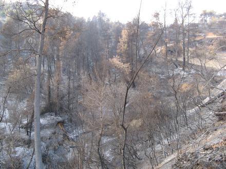 Kolíri Image