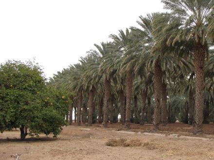 Dateland Image