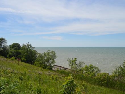 Willowick Image