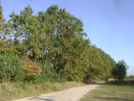 Magdalenka Image