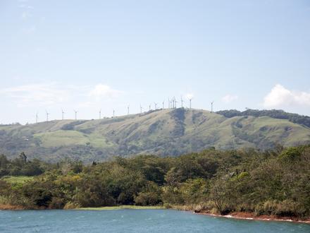 Gambar Tejona