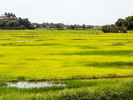 Donggongon Image