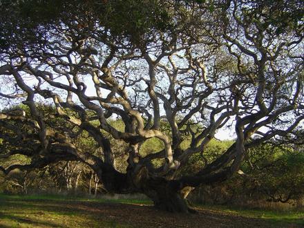 Live Oak Image