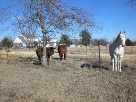 Fairview, Texas Image
