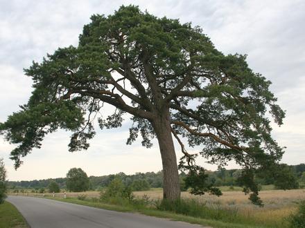 Mielnik Image