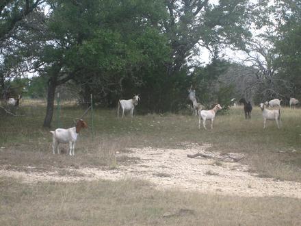 Goldthwaite Image