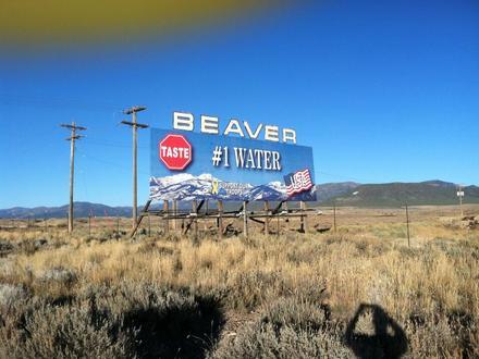 Beaver Image