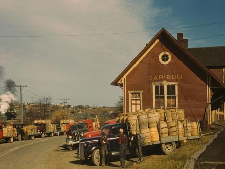 Caribou Image