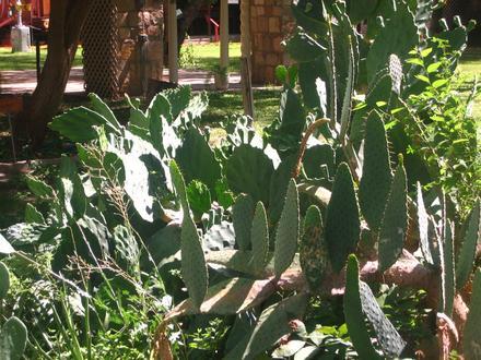 Del Rio Image