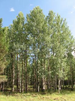Greer Image