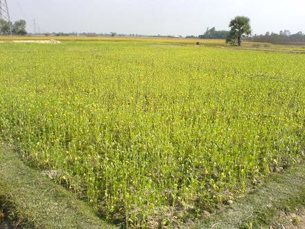 Ramkrishnapur Image