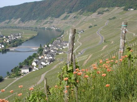Piesport Image