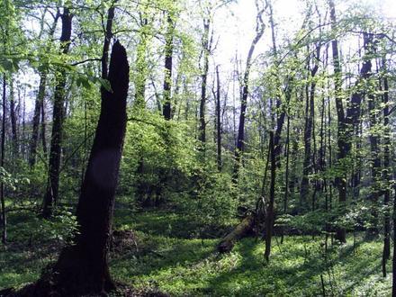 Bielany Image