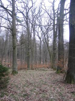 Jesberg Image