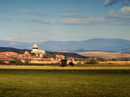 Cața Image