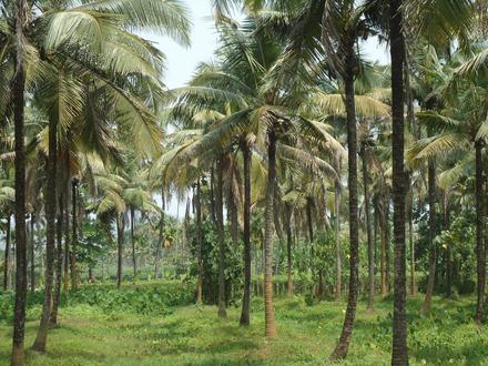 Channarāyapatna Image