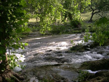 Spring Branch Image