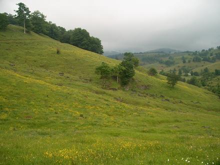 Osceola Image