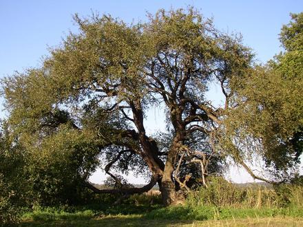 Imej Dettmannsdorf