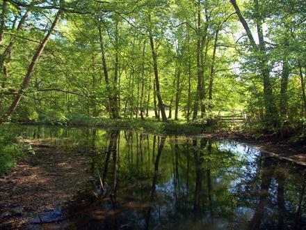 Biesenthal Image