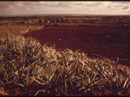 Mililani Town Image