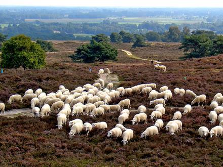 Afbeelding van Lemele