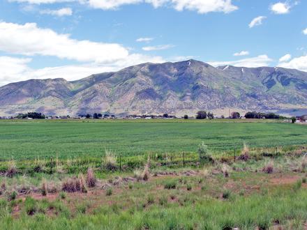 Elwood Image
